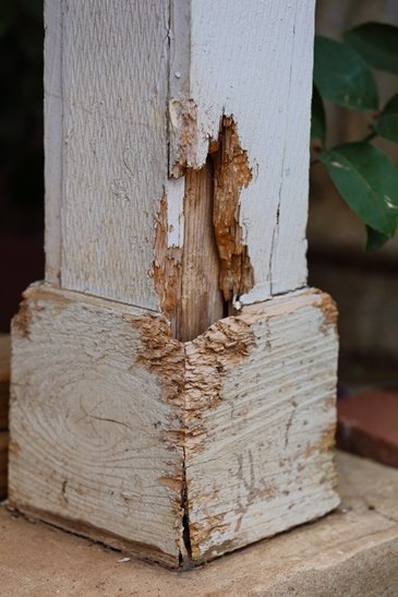 The Sinister Side of Dry Rot